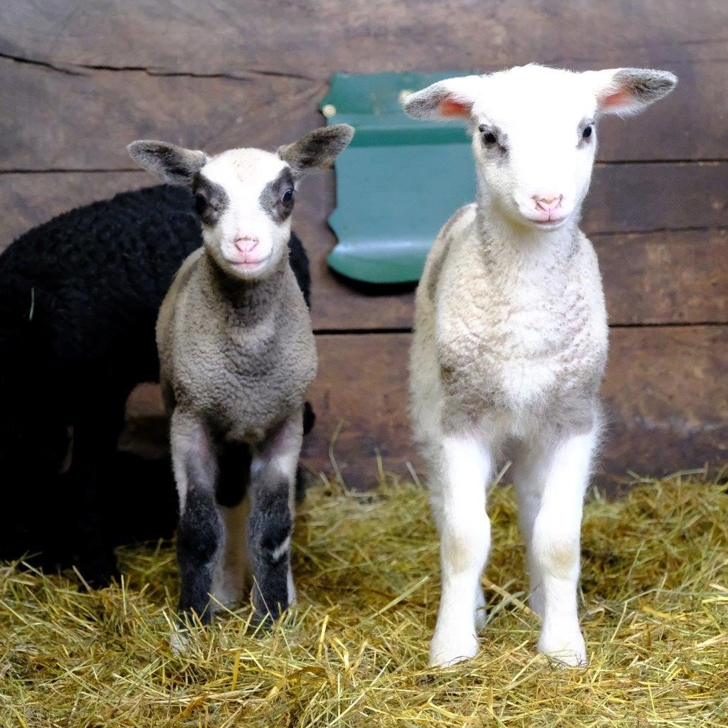 Moutons du Service patrimoine naturel