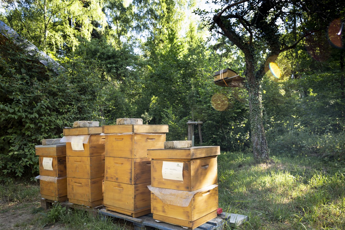 Ruches pour abeilles