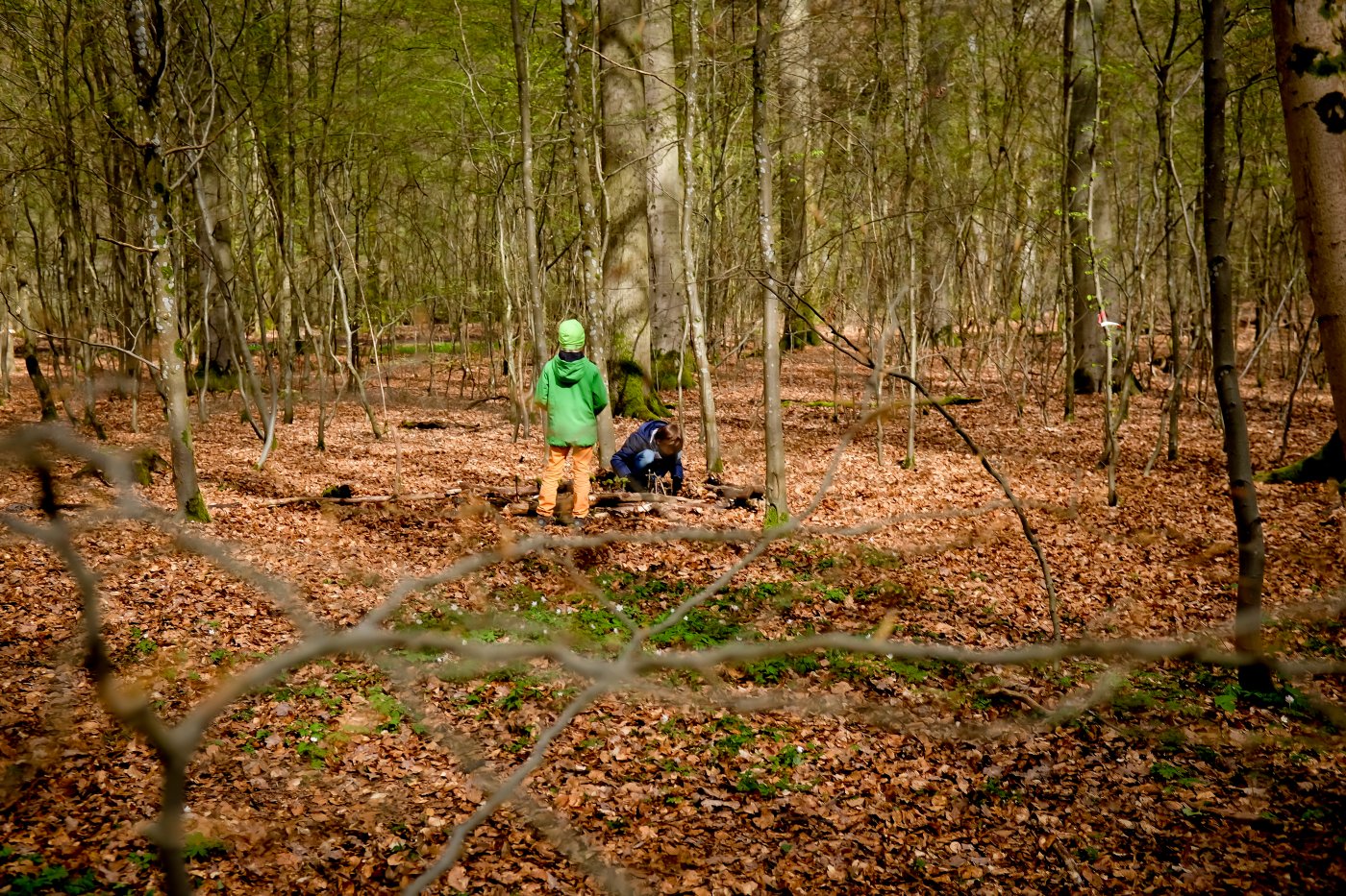 activités-nature _ enfants en forêt