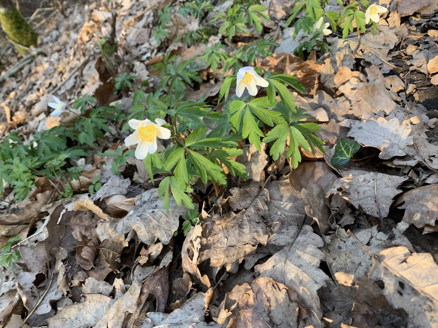 Fleurs printemps