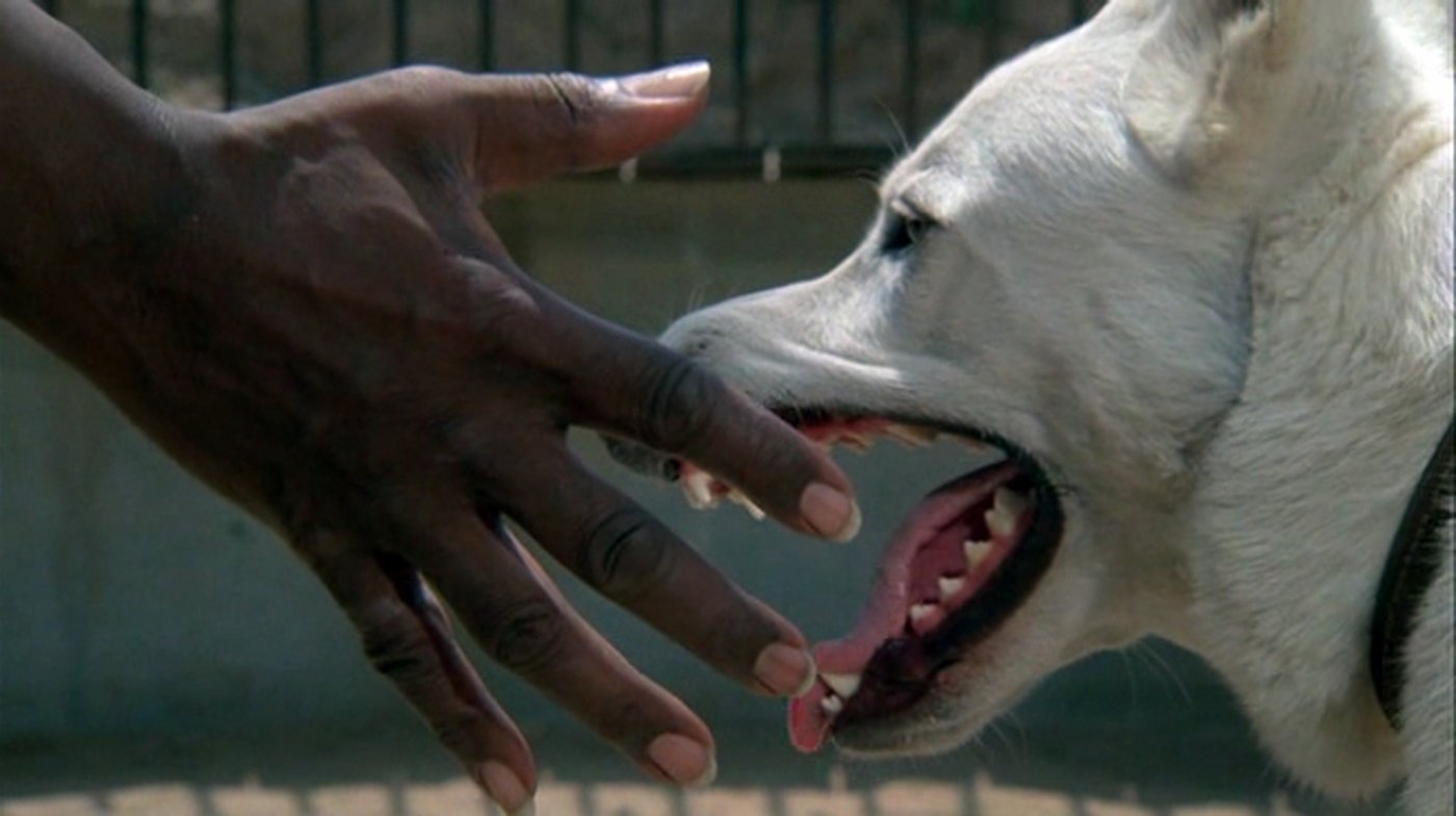 White Dog