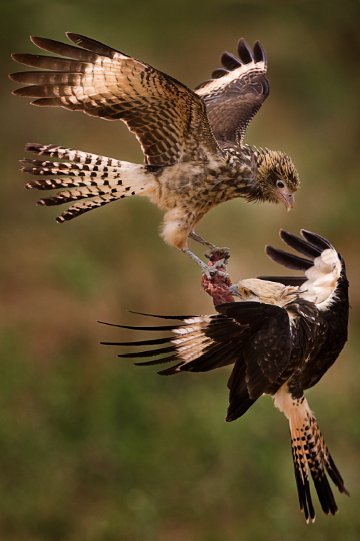 Caracara à tête jaune