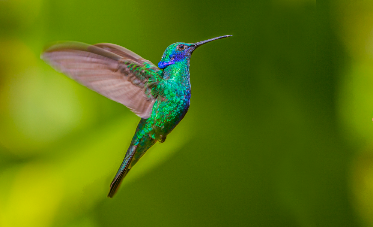 Colibri thalassin