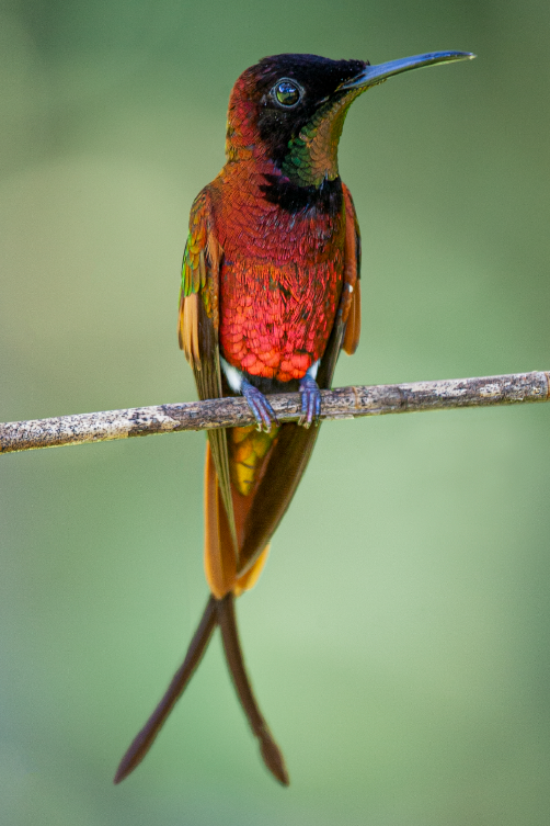 Colibri Topaze