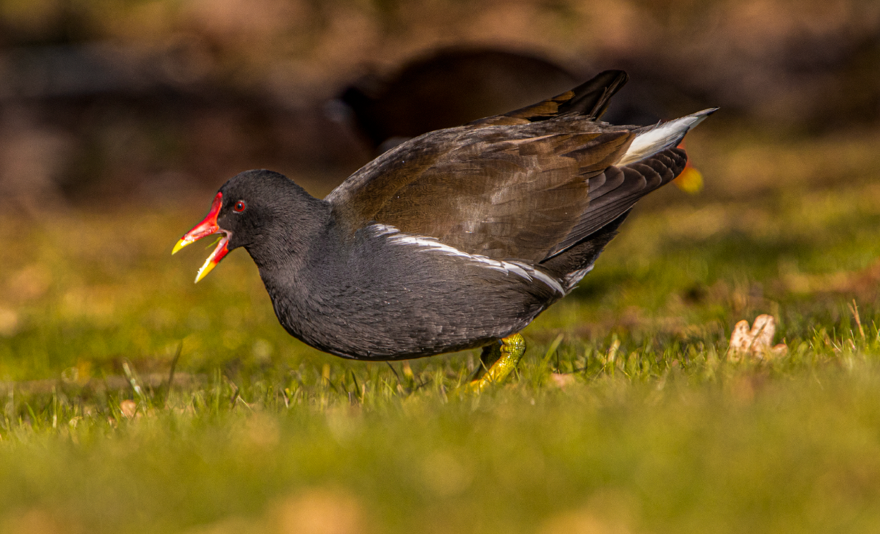 Gallinule poule d’eau