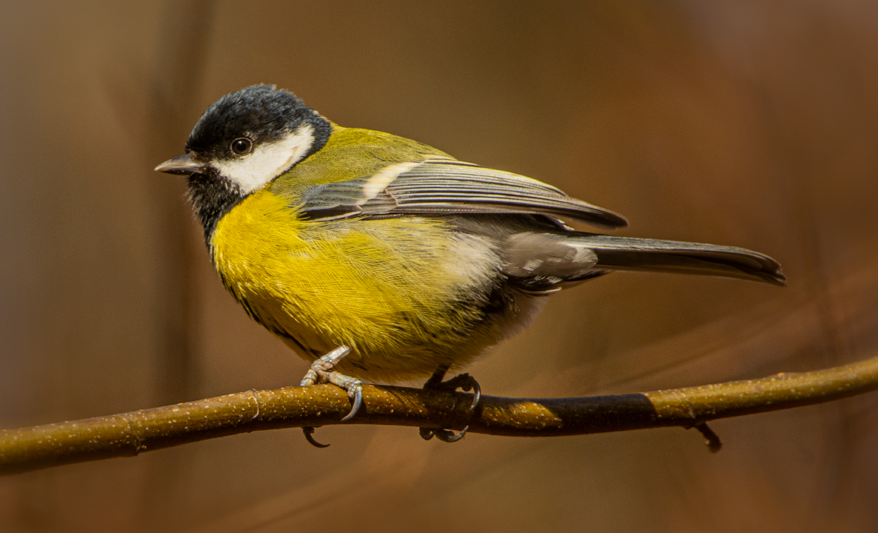 Mésange charbonnière