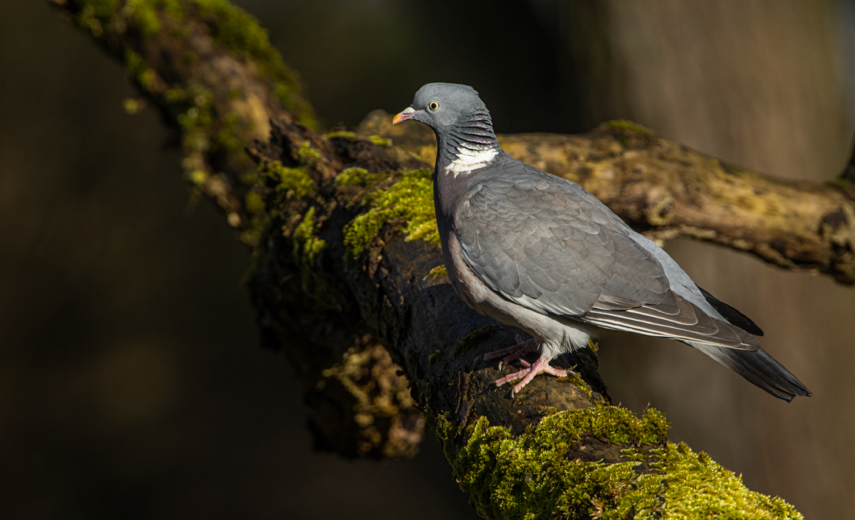 Pigeon ramier