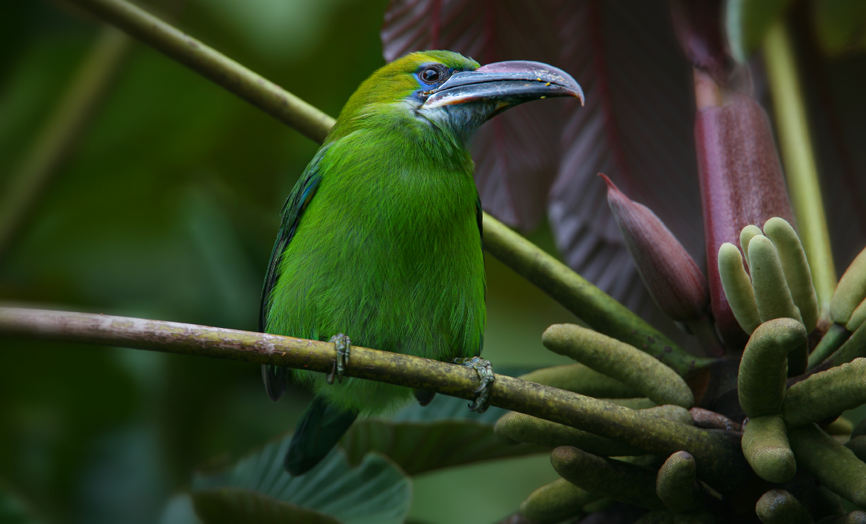 Toucanet à bec sillonné