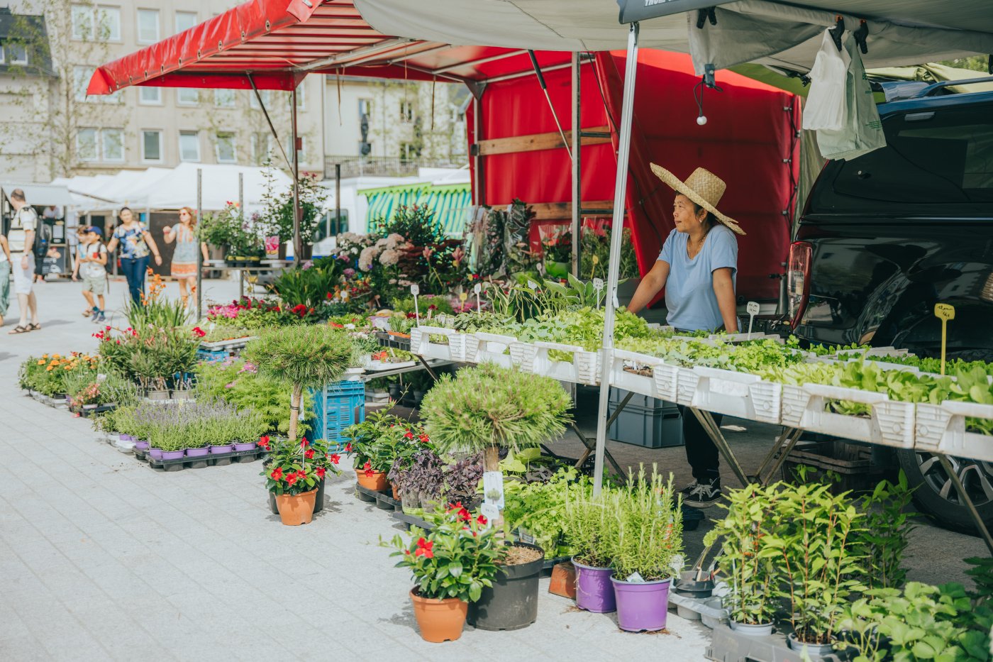 stand avec des plantes et fleurs au marché