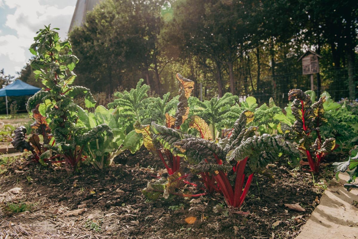 Vue sur le jardin communautaire en automne