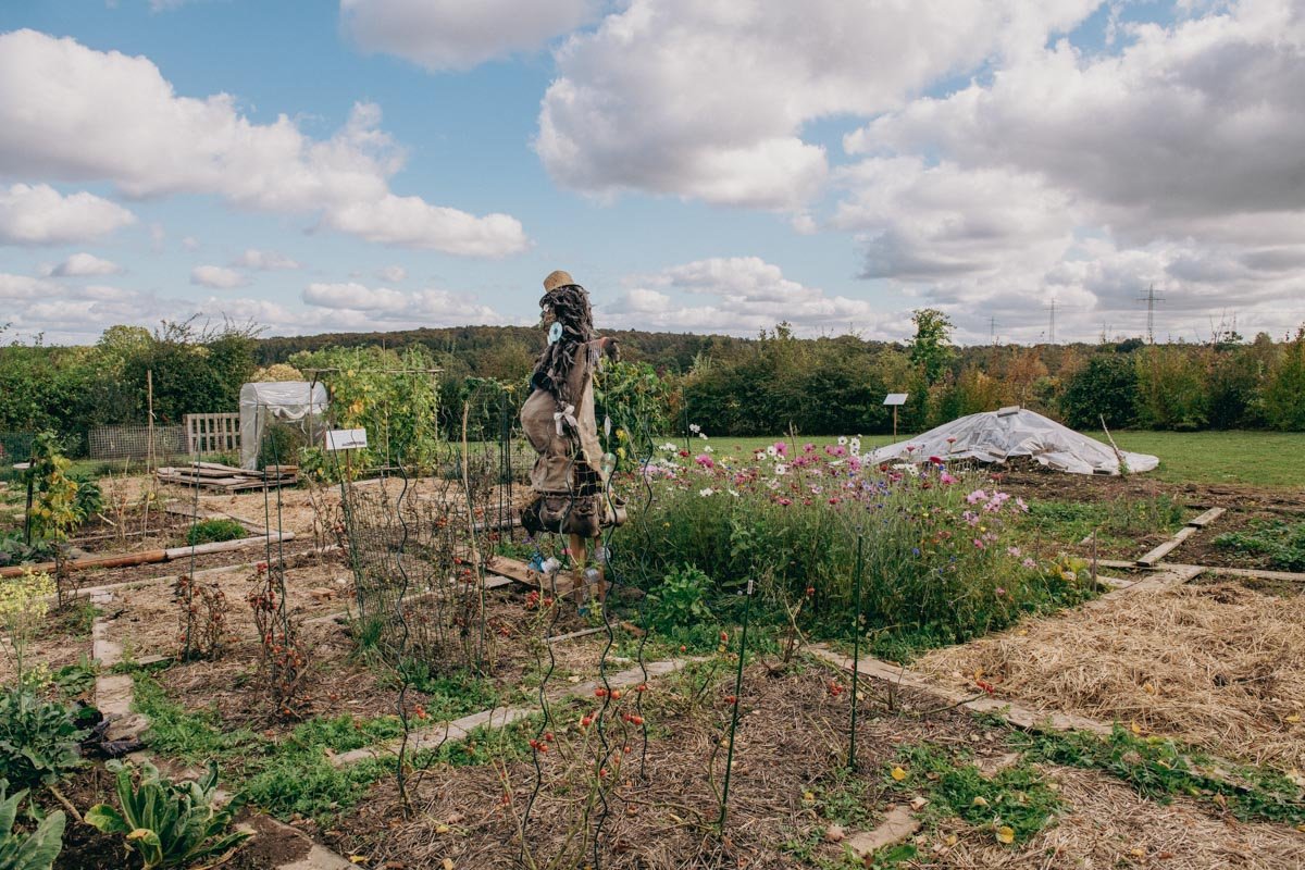 Vue sur le jardin communautaire en automne