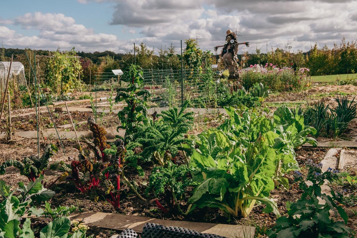 Vue sur le jardin communautaire en automne