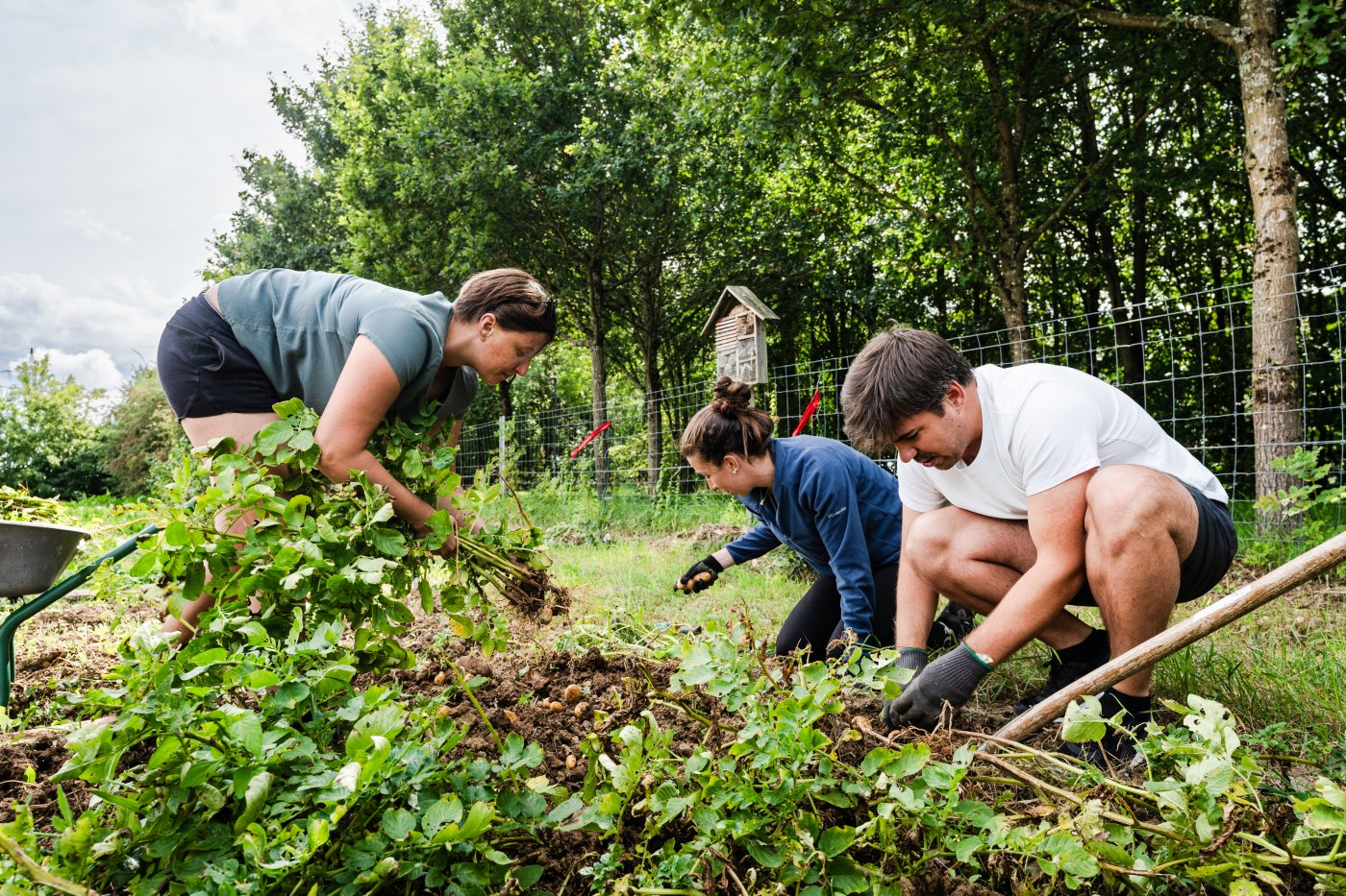Photo d'un jardin communautaire pendant que les gens y travaillent