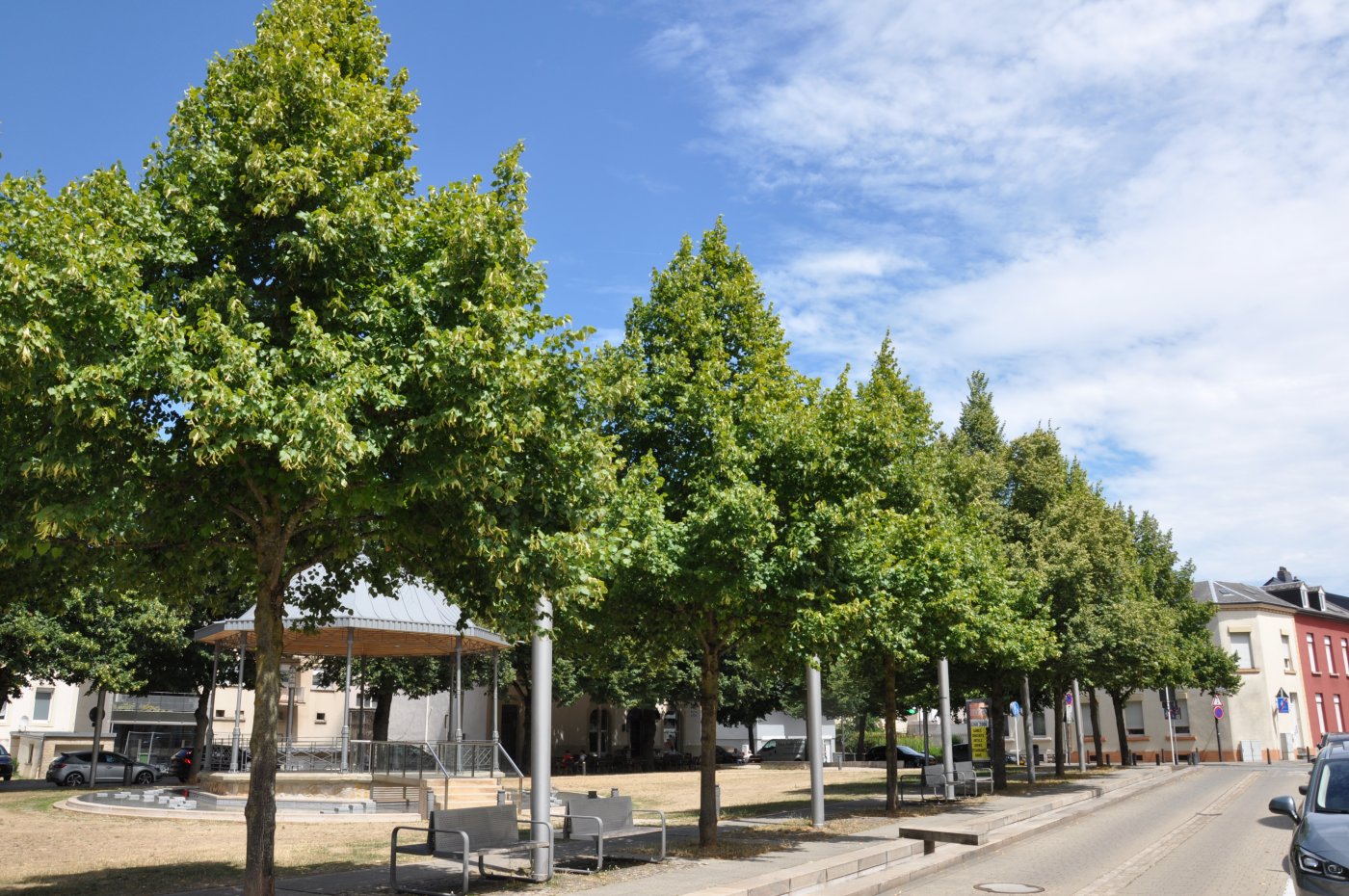 Arbres Tilia cordata
