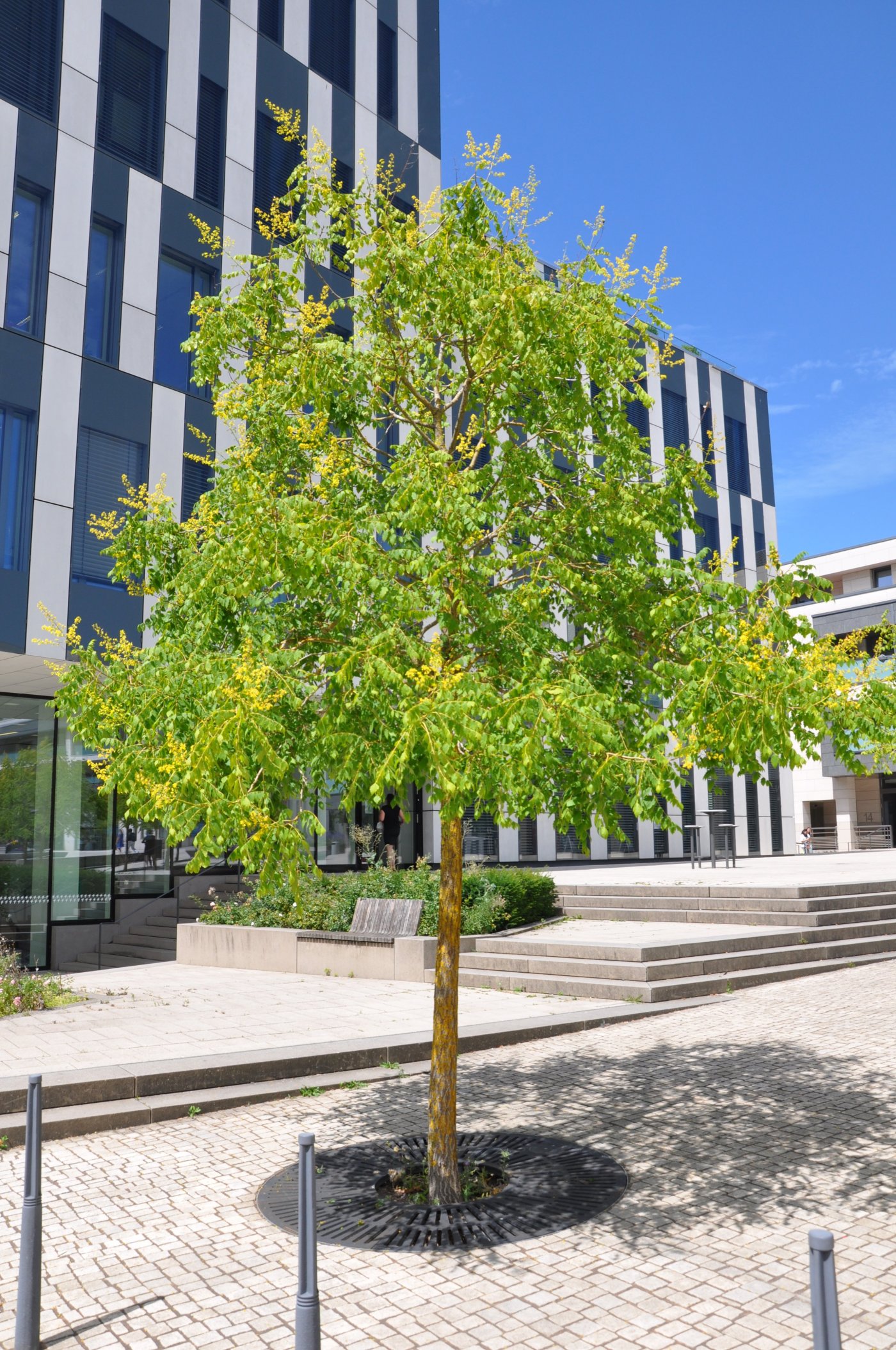 Arbres Koelreuteria paniculata