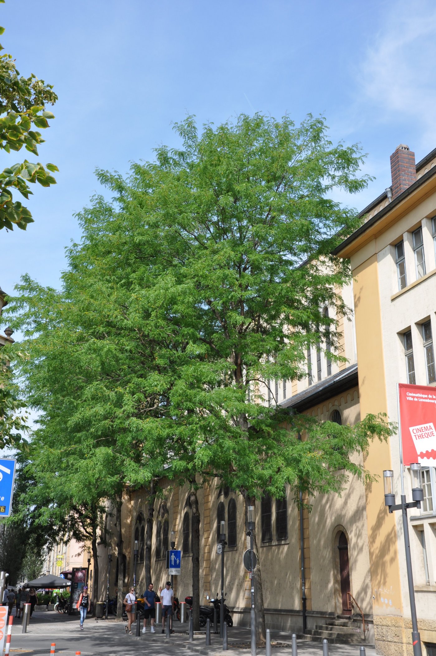 Arbre Gleditsia triacanthos f. inermis