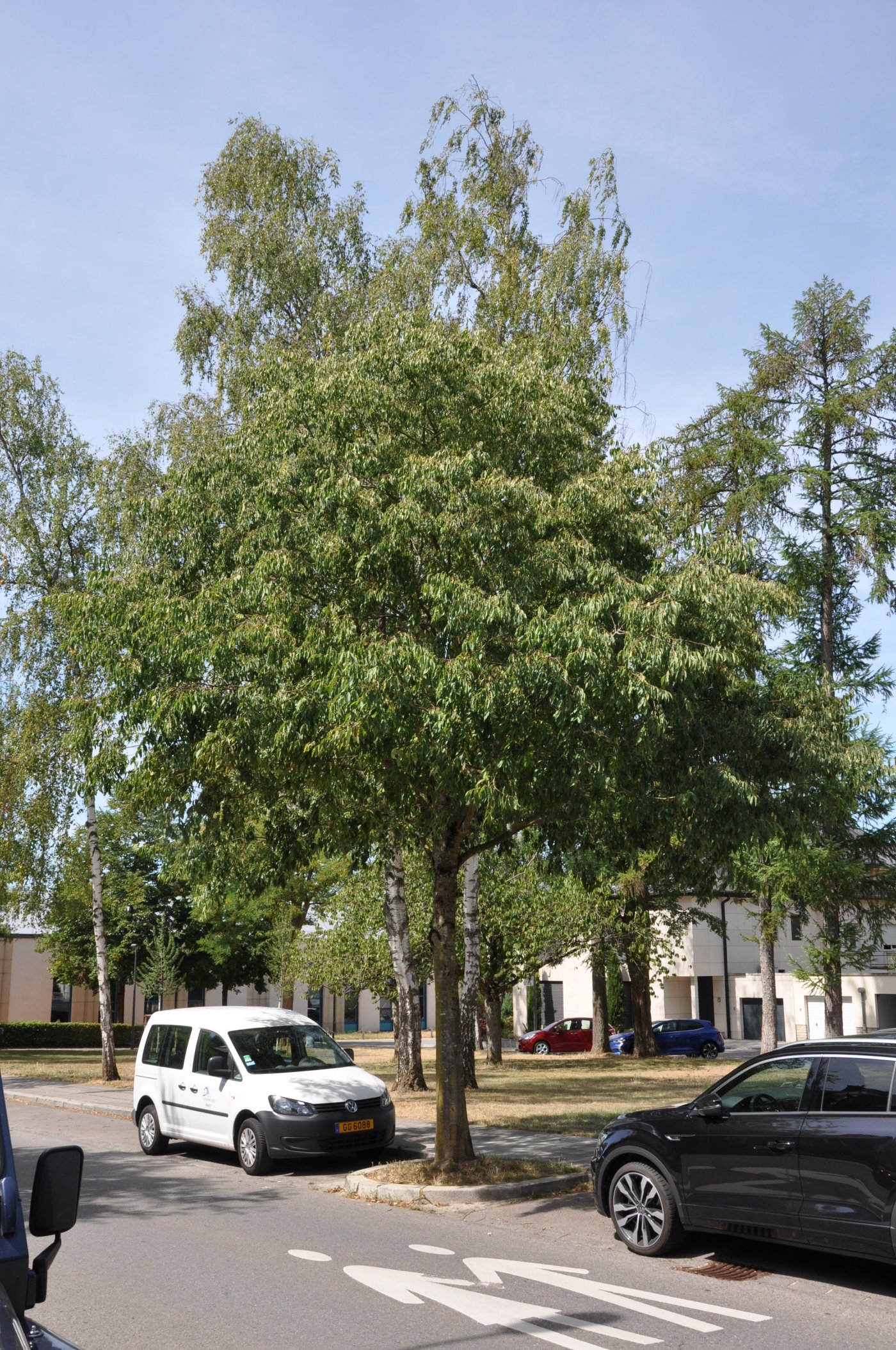 Arbre Celtis australis