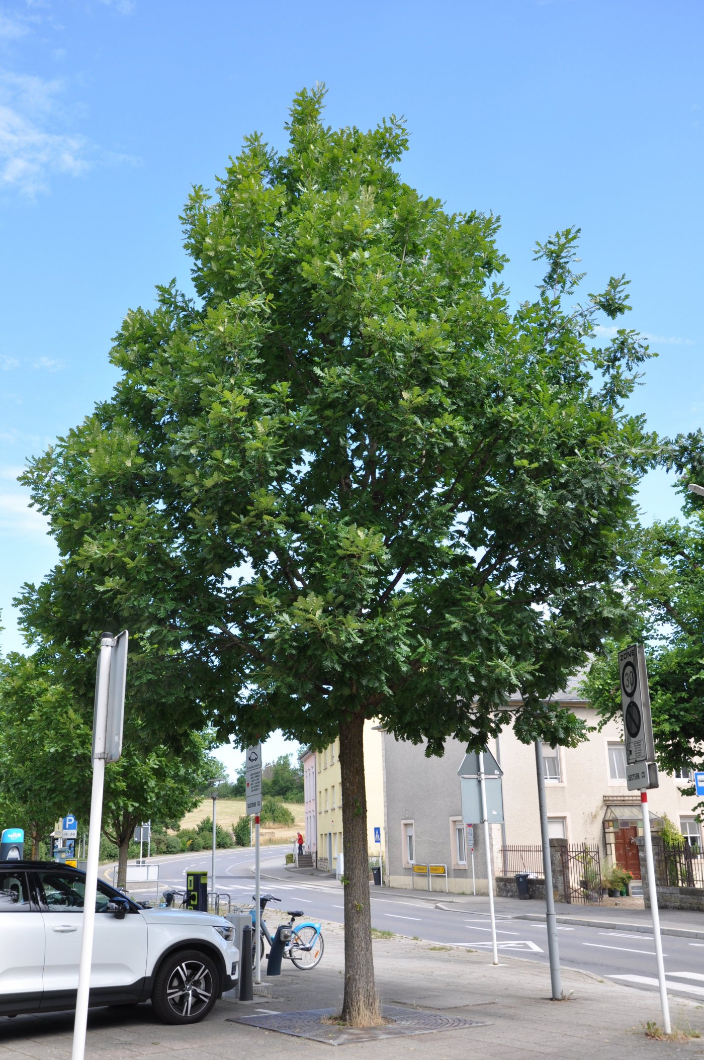 Arbre Quercus frainetto "Trump