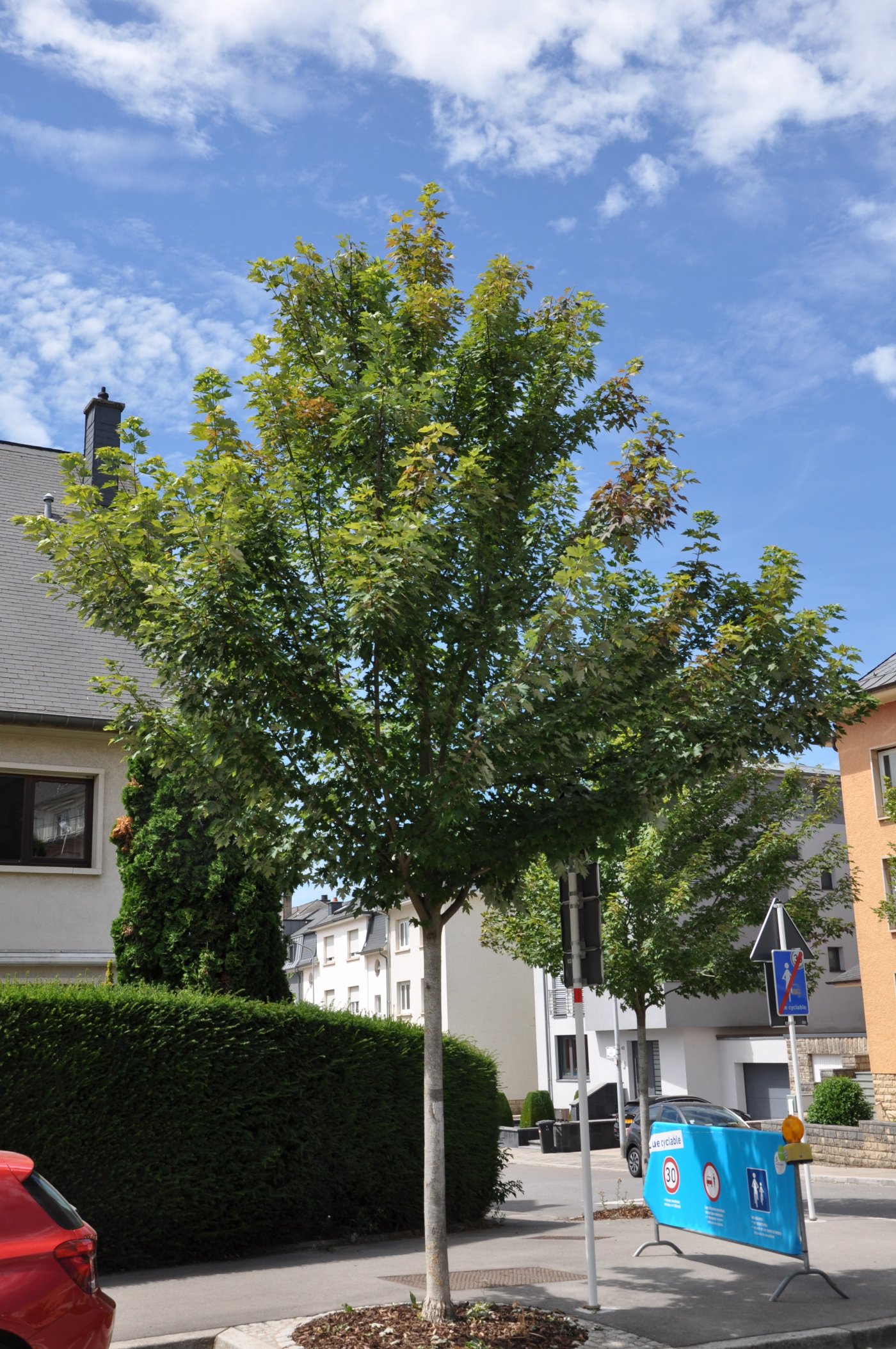 Arbre Acer freemanii "Celzam"