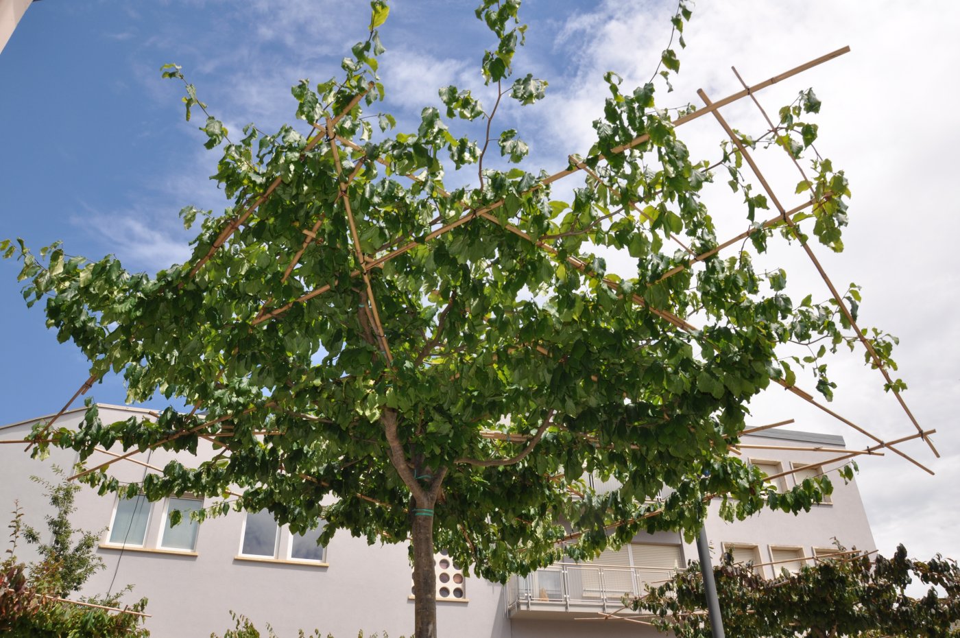 Arbre Parrotia persica (parasol)