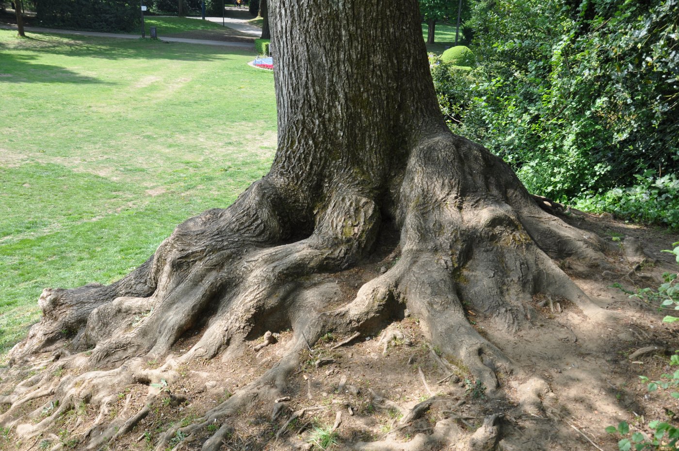 Racines d'un arbre