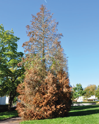 Photo d'un arbre malade