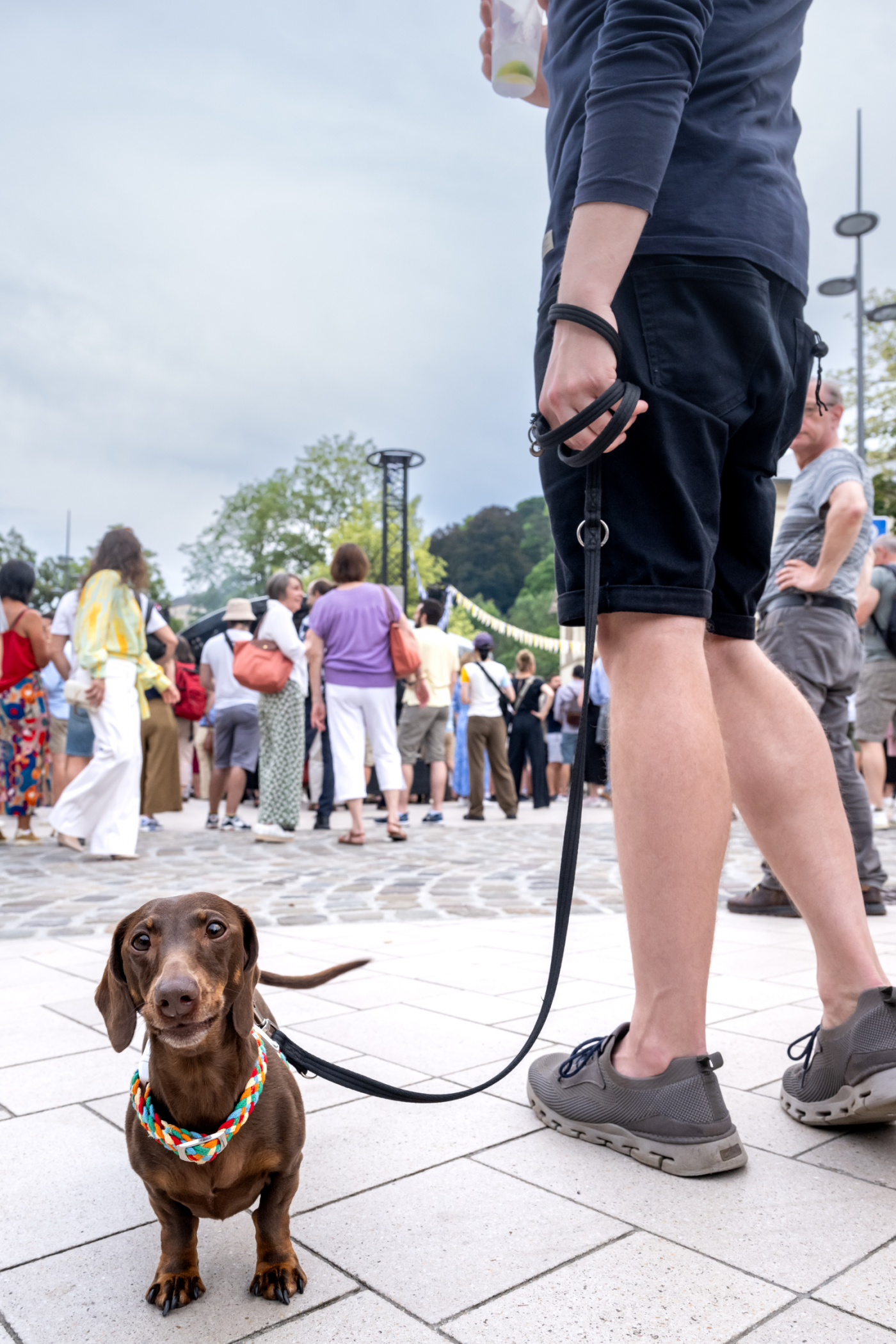Image d'un petit chien dans une laisse
