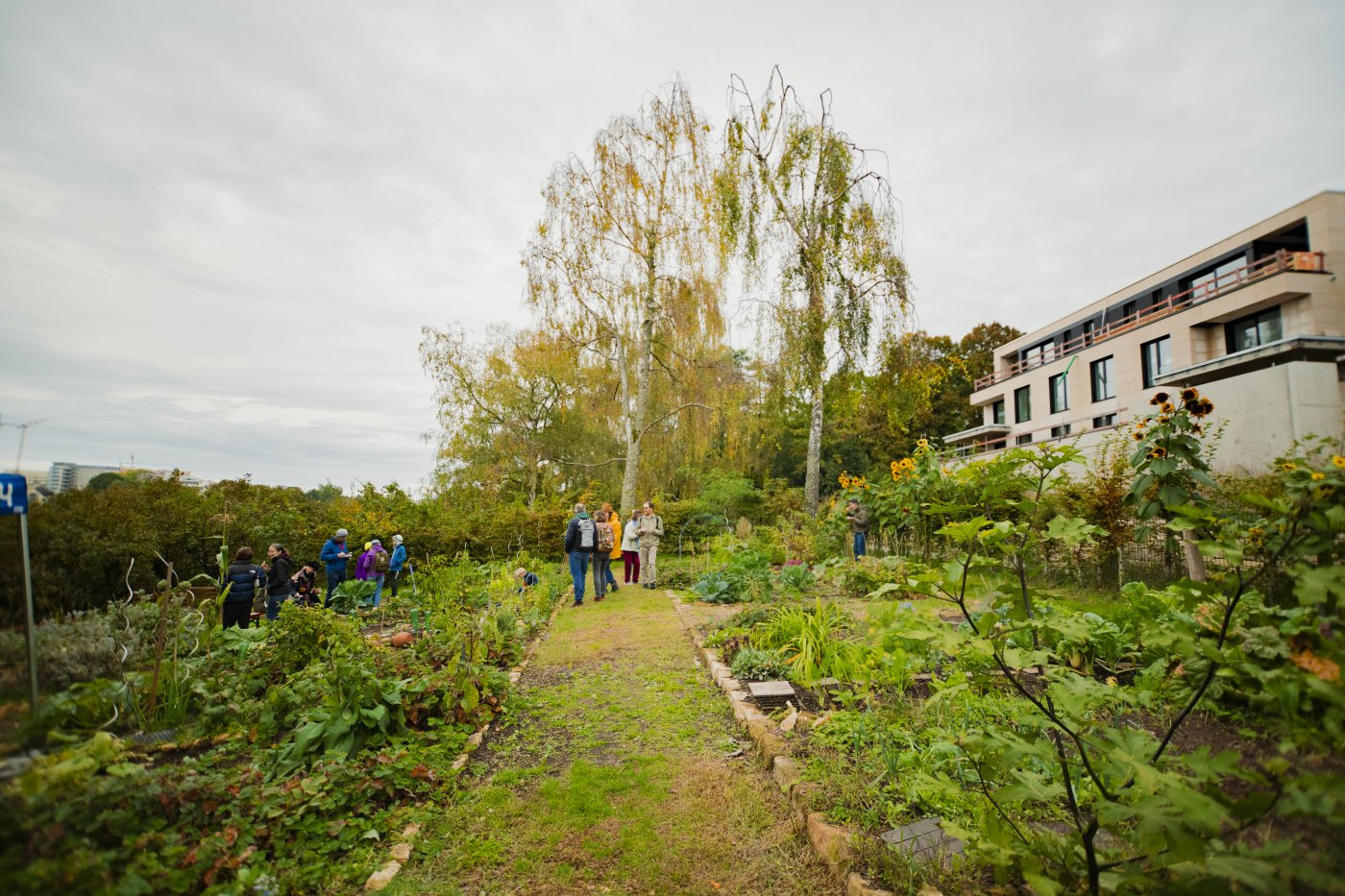 prise de vue du jardin communautaire