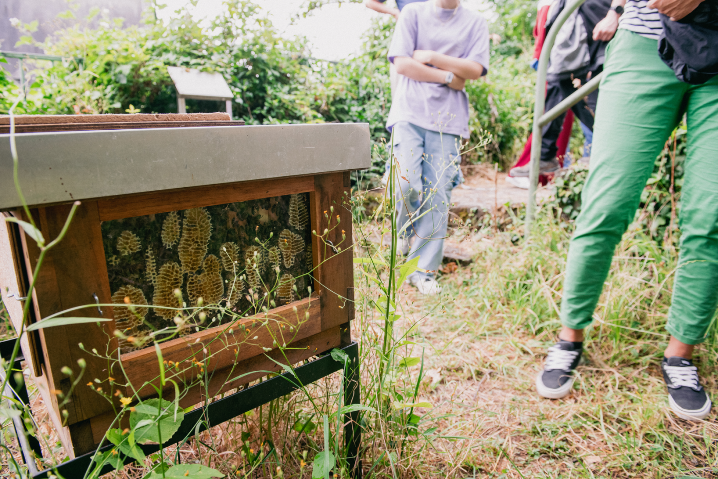 un nid pour les abeilles