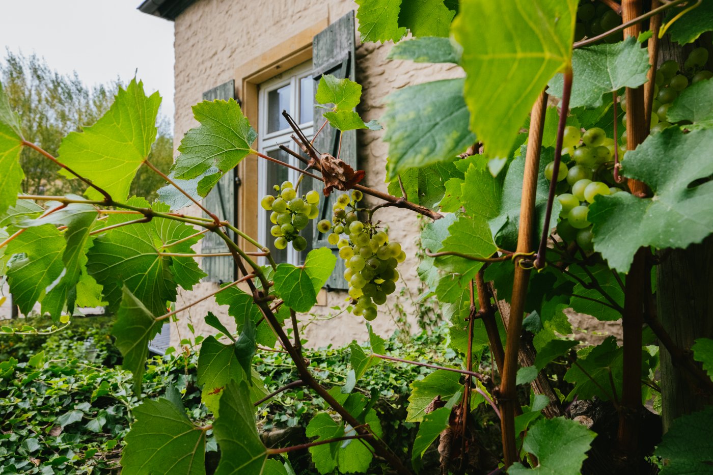 Vendanges au Klouschtergaart