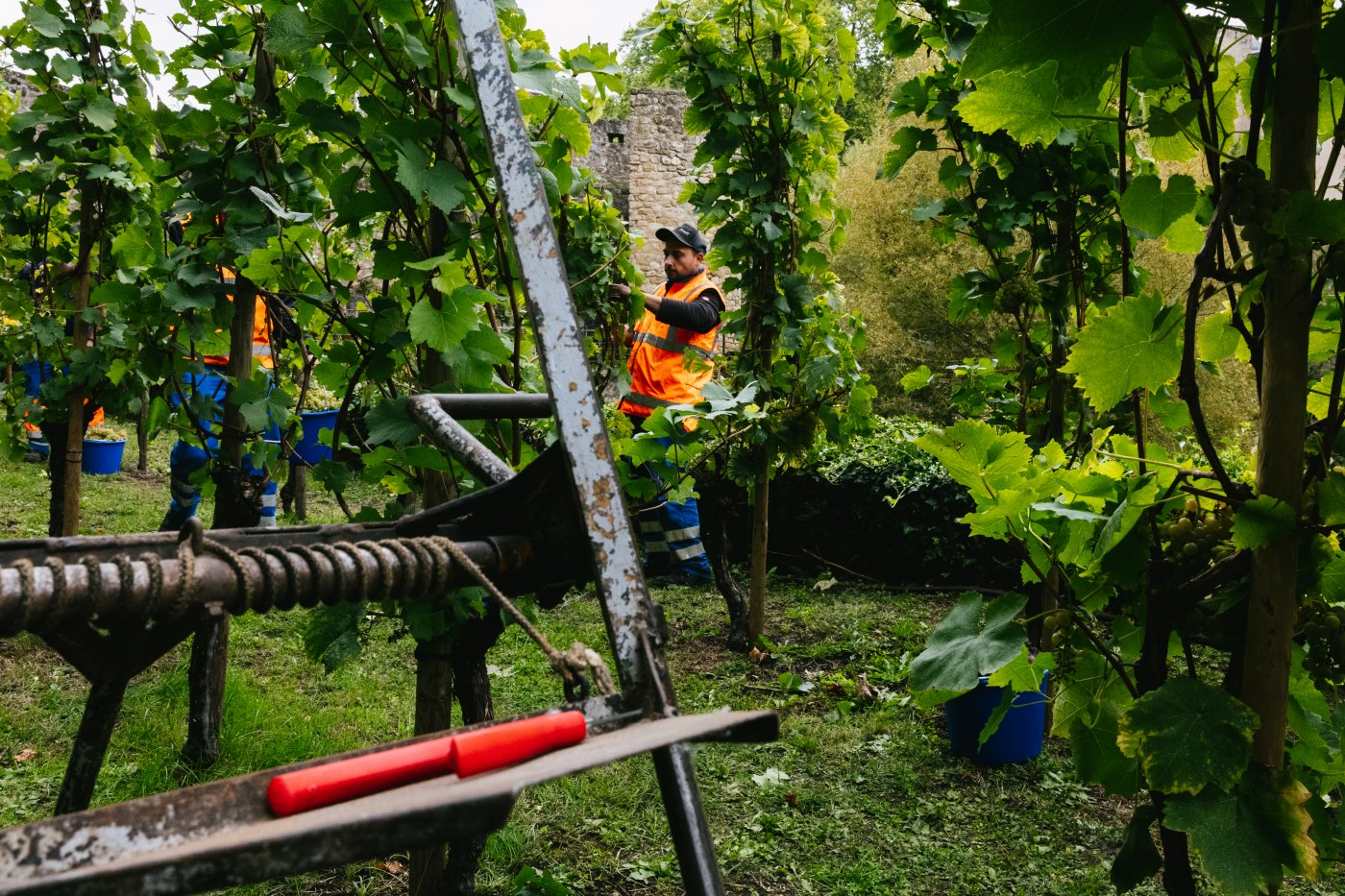 Vendanges au Klouschtergaart