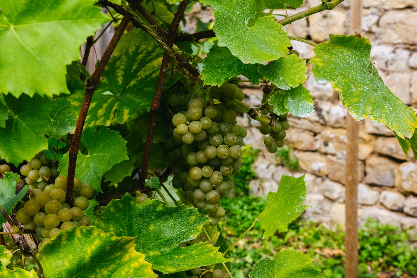 Vendanges au Klouschtergaart