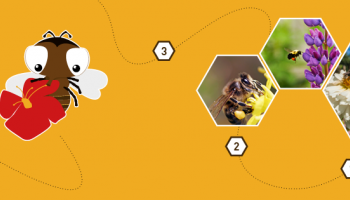 abeilles