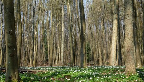 forêt du Bambësch au printemps