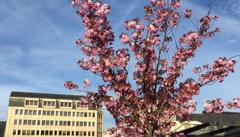 arbre en fleur devant la place des Martyrs