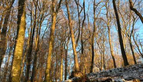 la forêt Bambësch en hiver