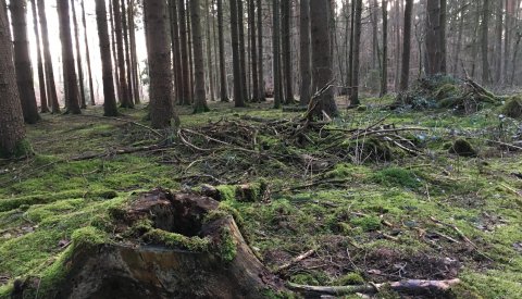 la forêt Bambësch en automne