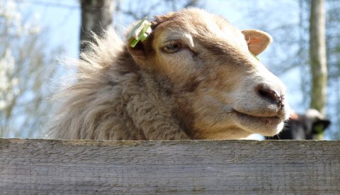 mouton