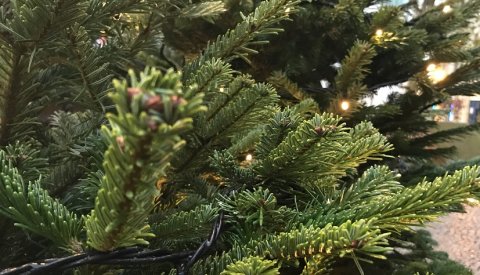 Sapin de noel