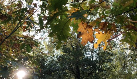 forêt