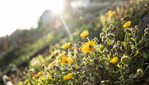 Abeilles dans un champ de fleurs