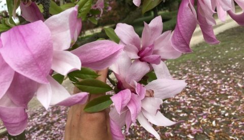Plantation d'un nouvel arbre Magnolia au parc Pescatore le 13.11.2019