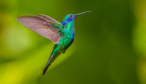 Colibri thalassin