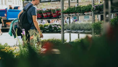 Personne en regardant les plantes