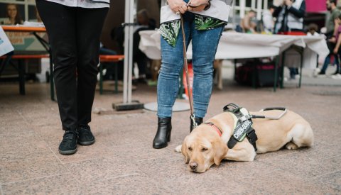 un chien d'aide