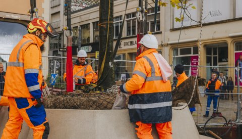 Plantation des arbres à la place Guillaume II