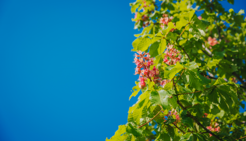 plante vert