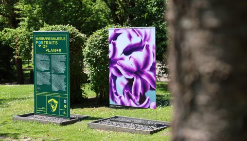 Portraits of Plants
