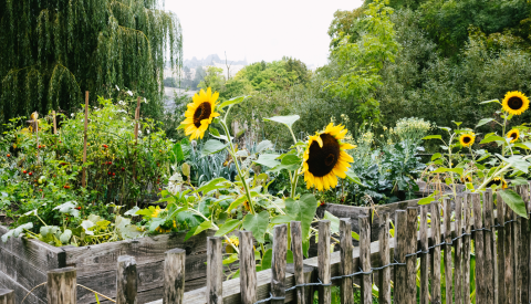 Image de fleurs tournesol dans le jardin communautaire du Grund