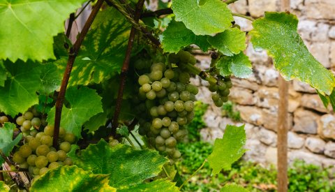 Vendanges au Klouschtergaart